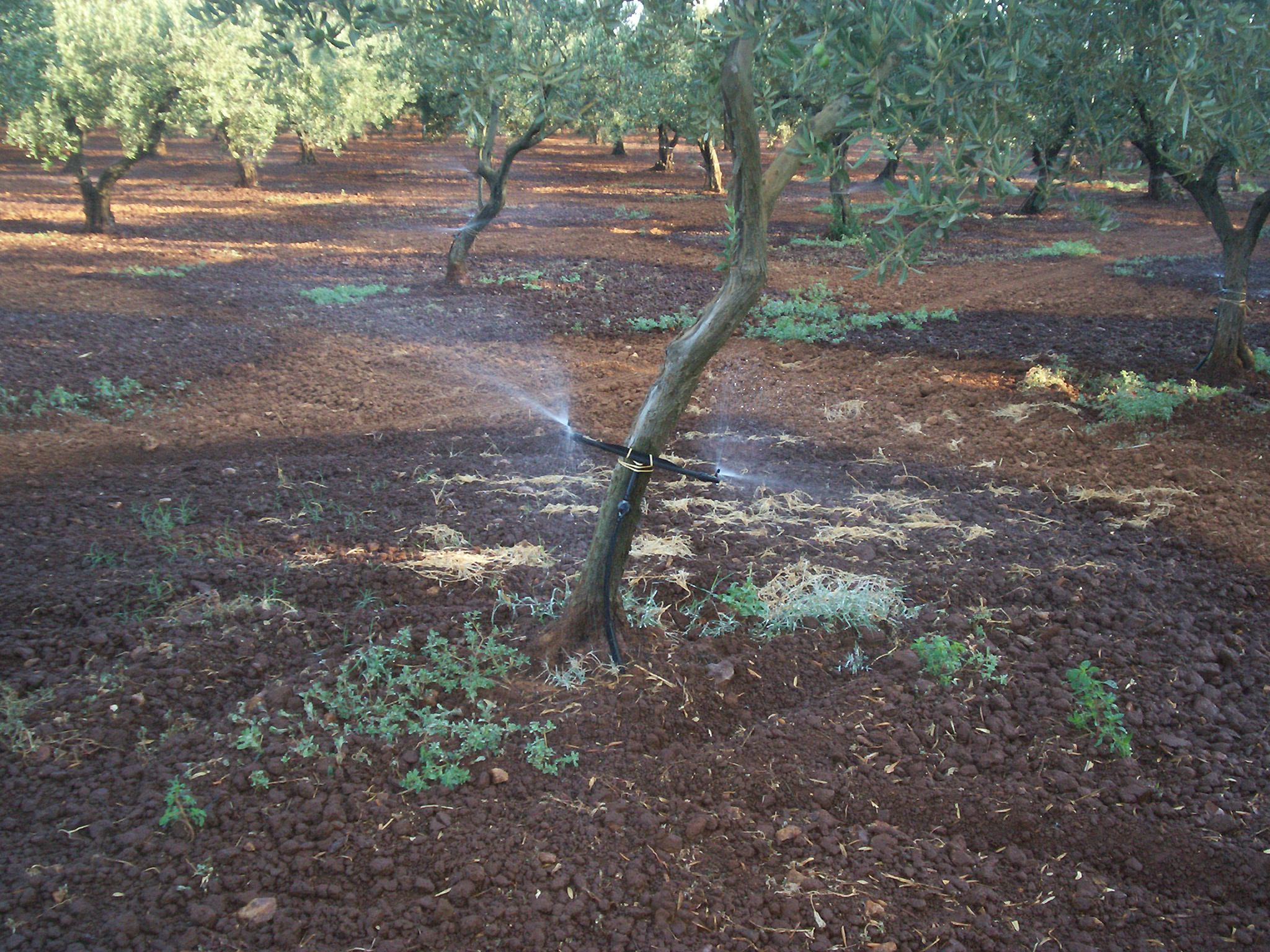 Irrigazione di un oliveto con sistema a spruzzo  